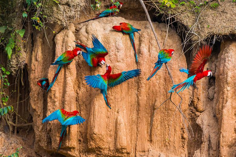 900x600-peru-amazon-macaws-salt-lick
