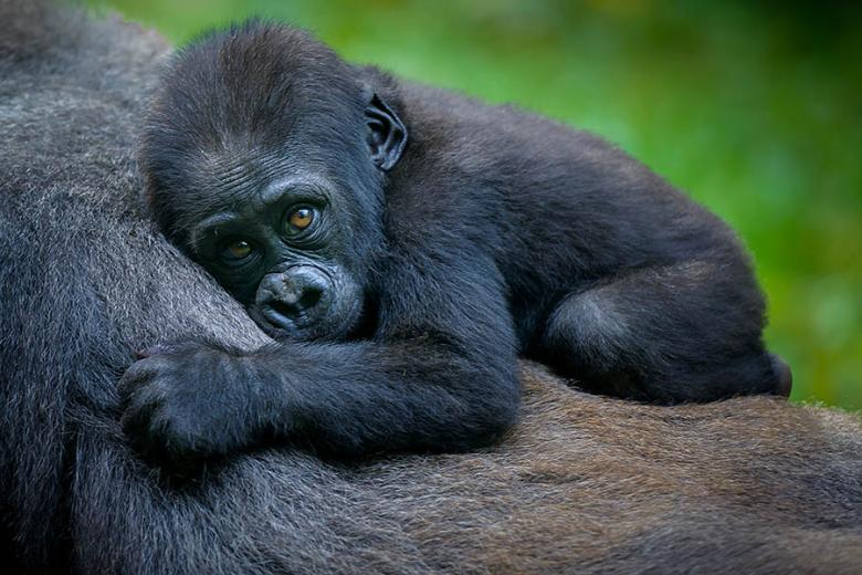 900x600-rwanda-baby-gorilla-on-back