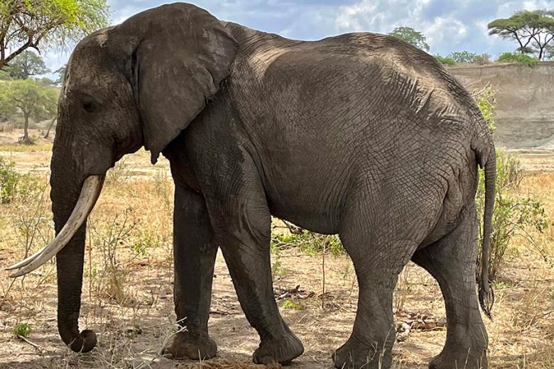 Get close to elephants in Tarangire National Park | Travel Nation