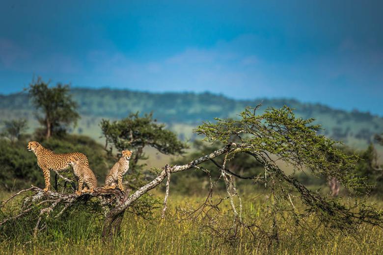 Spot cheetahs in the Serengeti | Travel Nation