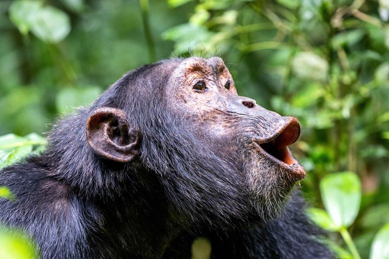 See chimpanzees in Uganda | Travel Nation