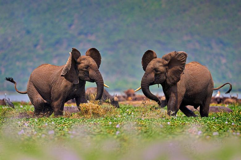 See elephants in the Kazinga Channel in Uganda | Travel Nation
