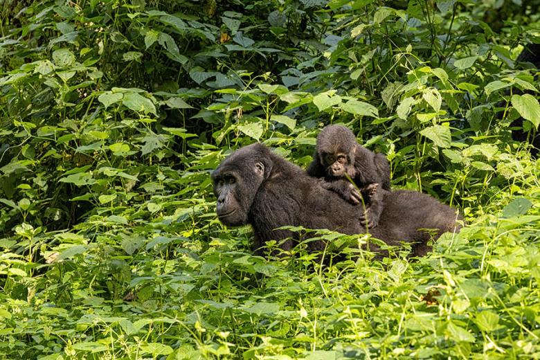 Get close to gorillas in Uganda | Travel Nation