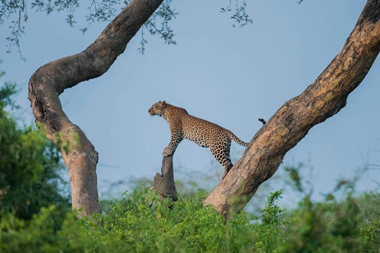See leopards in Uganda | Travel Nation