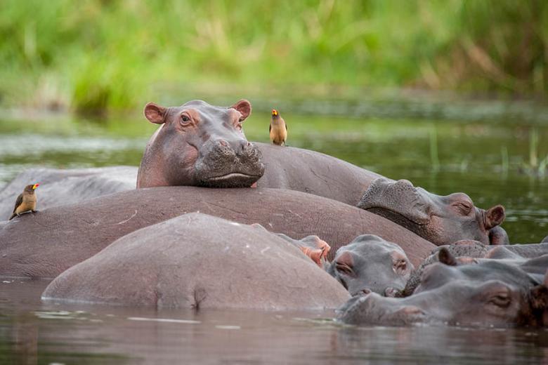 See baby hippos in Murchison Falls National Park | Travel Nation