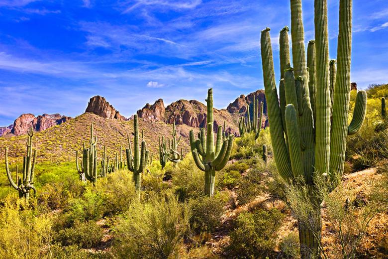 Explore the Sonoran Desert in Arizona | Travel Nation