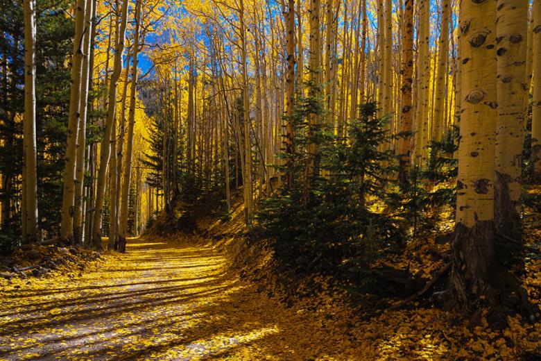 Hike through the beautiful forests of Flagstaff Arizona | Travel Nation