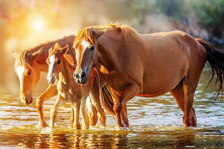 See wild horses in Arizona's Salt River | Travel Nation