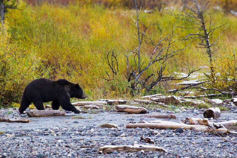 Spot bears in Yellowstone | Travel Nation