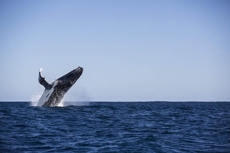 See humpback whales at Sal Salis, Ningaloo Reef | Photo credit: Luxury Lodges of Australia
