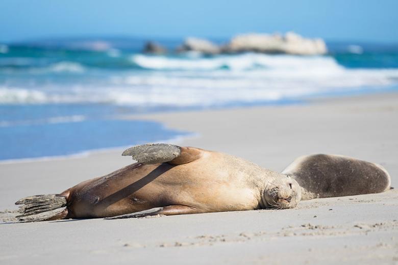 Watch sea lions sunbathe at Seal Bay, Kangaroo Island | Travel Nation 