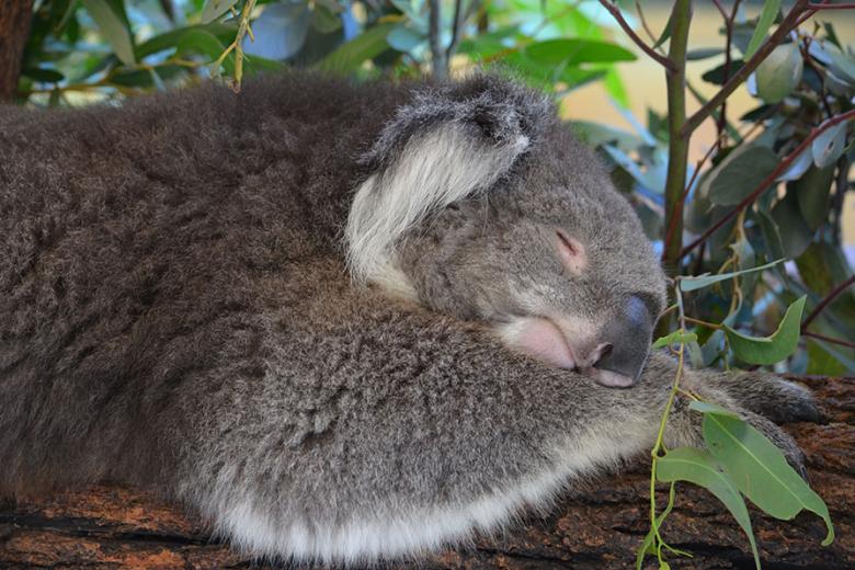 Meet the koalas at Caversham Wildlife Park in Perth | Travel Nation