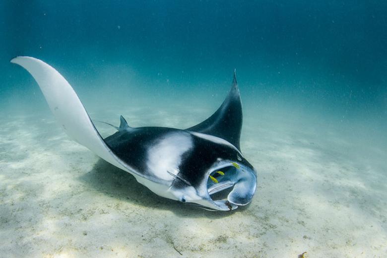 Swim with manta rays in Coral Bay, Western Australia | Travel Nation