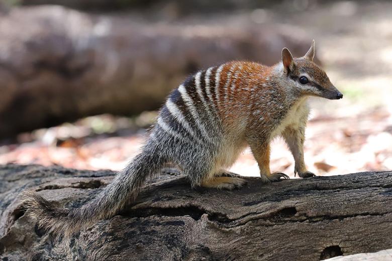 Look for rare numbats in the Dryandra Woodland | Travel Nation