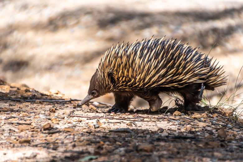 Look for echidnas in the wilds of Western Australia | Travel Nation