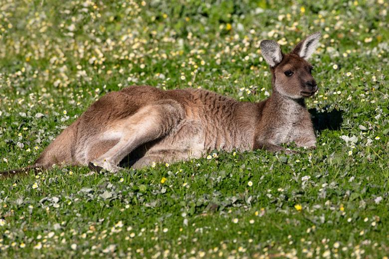 Look for kangaroos in the fields and vineyards of Margaret River | Travel Nation