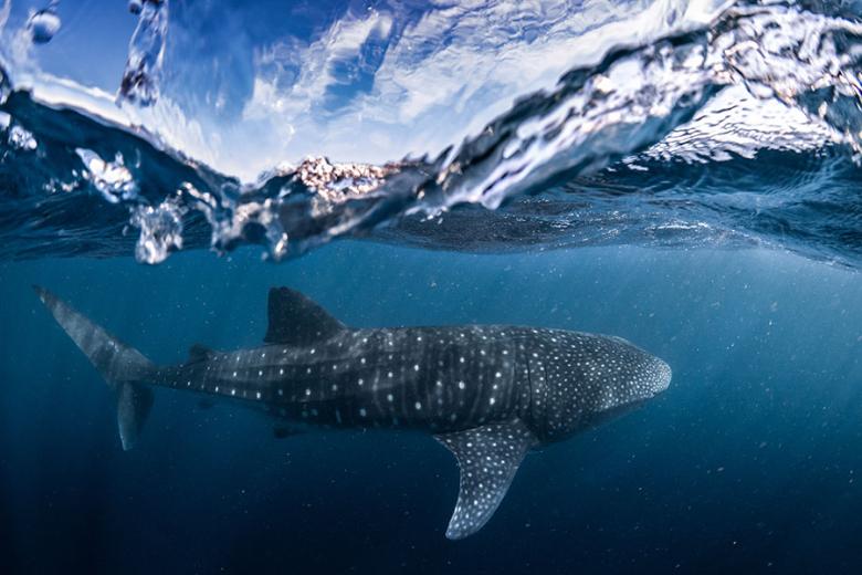 Swim with whale sharks at Ningaloo Reef | Travel Nation