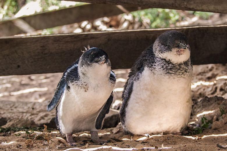 Spot Little Penguins on Penguin Island, Western Australia | Travel Nation