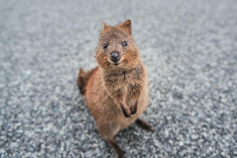 Search for smiling Quokkas on Rottnest Island | Travel Nation
