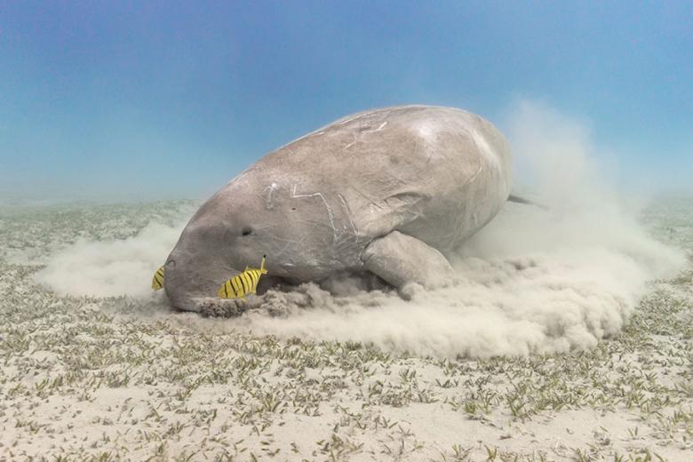 Look for dugongs in the clear waters of Shark Bay | Travel Nation