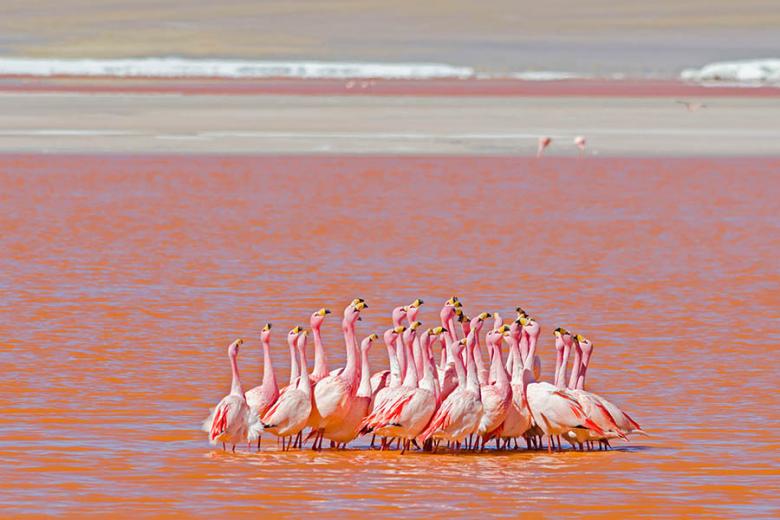 900x600_bolivia_flamingos_laguna_colorada