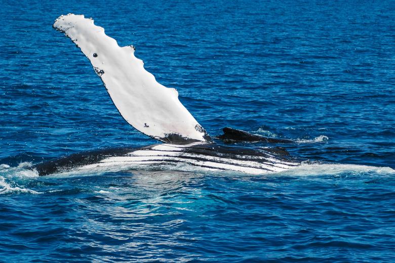 Humpback whale off the coast of Queensland, Australia