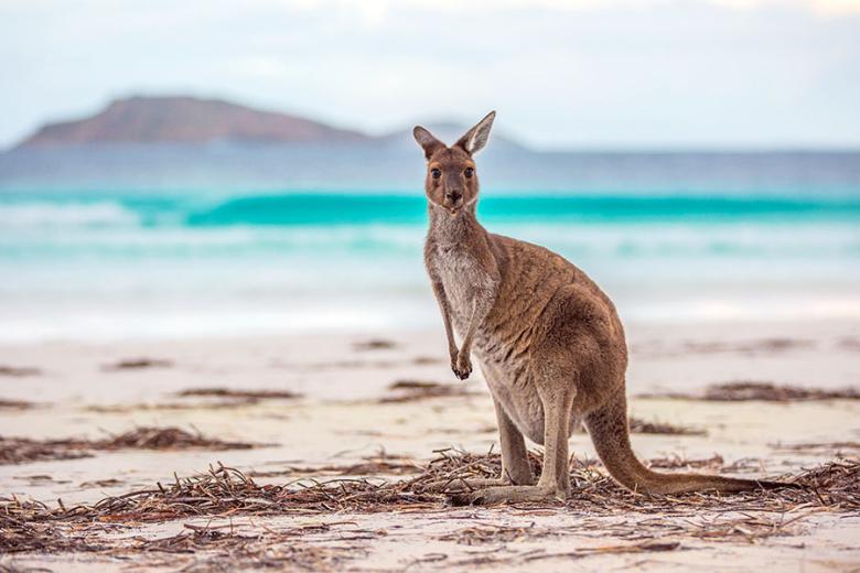 australia_wa_lucky_bay_kangaroo-credit_tourism_wa