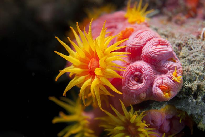 See a mind-boggling array of creatures on coral reefs | Travel Nation