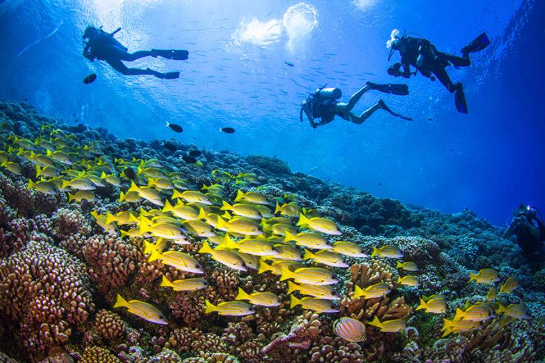 You'll discover a colourful underwater world