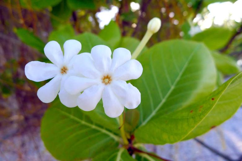 The elegant, white flower ‘Tiare Tahiti’ or Gardenia taitensis is the country’s national emblem