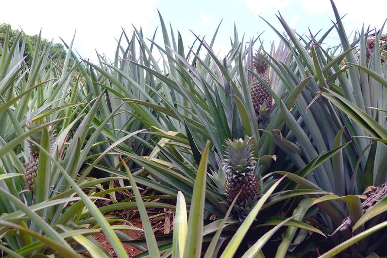 You can try Moorea’s pineapples at any road-side stand 