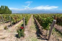 Vineyards in Mendoza, Argentina