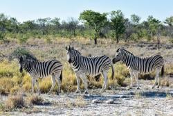namibia_etosha_np_zebra