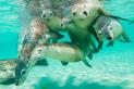 Meet the sea lions of South Australia | Travel Nation