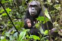 900x600-uganda-bryony-chimpanzee-mother-baby