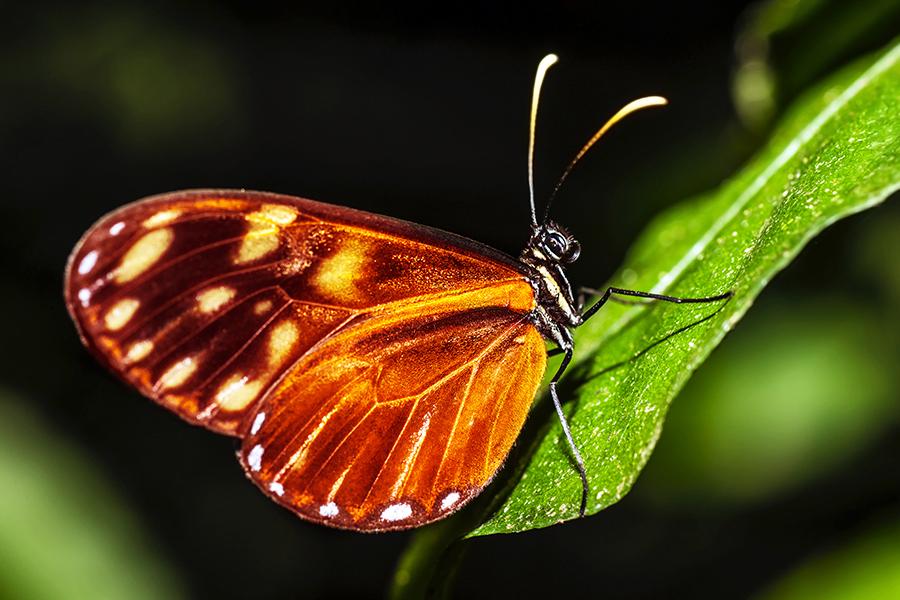 Butterfly, Costa Rica