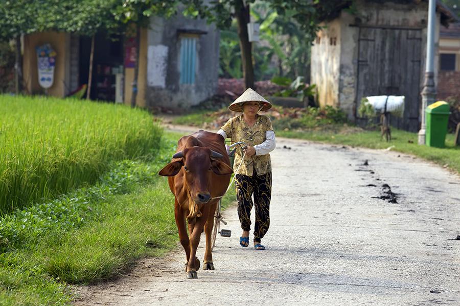 Stop off in the traditional village of Duong Lam