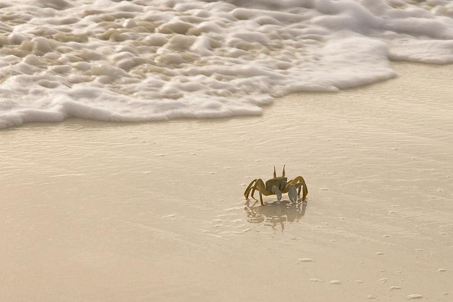 Wander along the white-sand beaches of the Maldives | Travel Nation