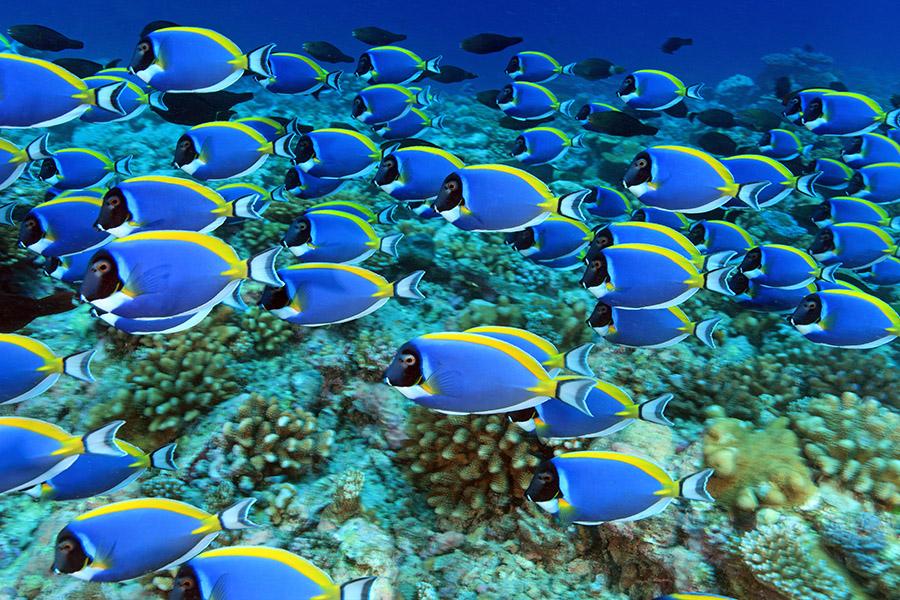 Swim with colourful fish in the Maldives | Travel Nation