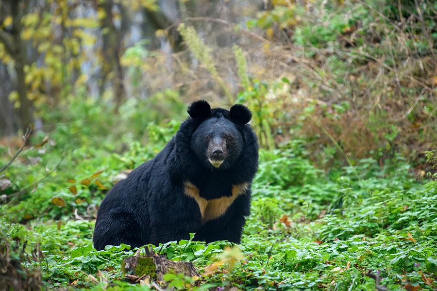 Look for Asiatic Black Bears in the Indian Himalayas | Travel Nation 