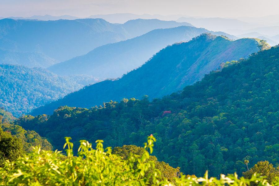 Admire the Cardamom hills in Kerala | Travel Nation