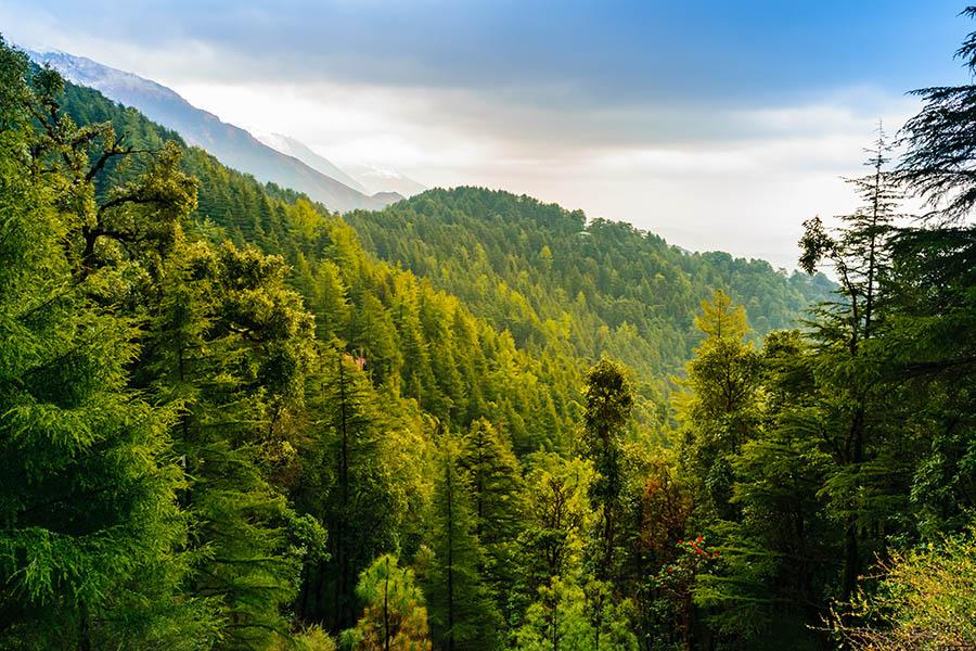 Enjoy the cool forests and mountains in the foothills of the Himalayas | Travel Nation