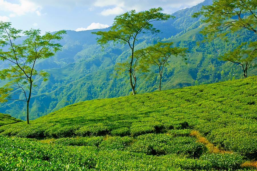Explore the tea plantations of Darjeeling in Sikkim | Travel Nation