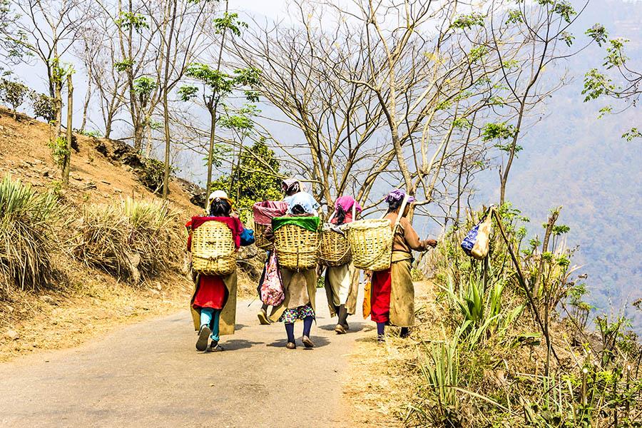 Watch local tea-pickers at work in Darjeeling, India | Travel Nation