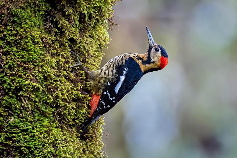 Look for colourful birdlife in the hardwood forests of Singalila | Travel Nation