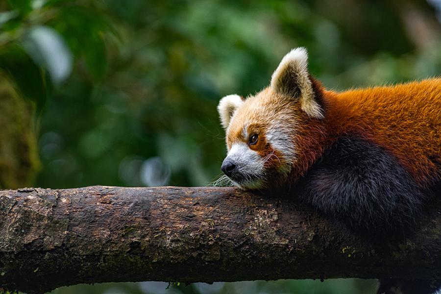 Look for red pandas in Singalila National Park in India | Travel Nation