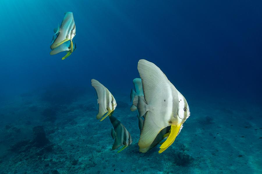 Snorkel with batfish in the clear waters of the Andaman Islands | Travel Nation