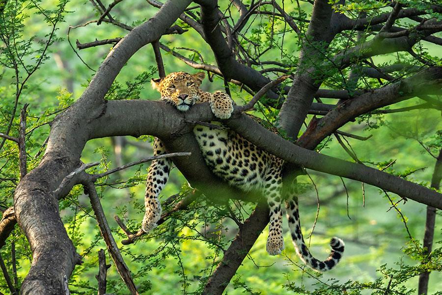 Look for leopards relaxing in the treetops in Central India | Travel Nation
