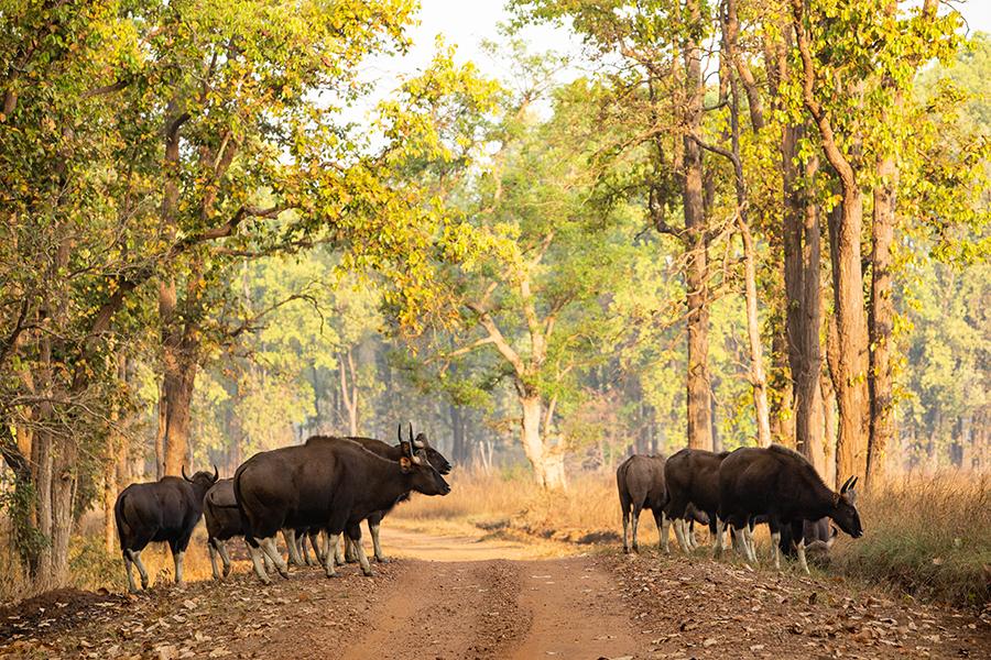 Look for gaur, a bison-like bovine in the forests of Kanha National Park | Travel Nation