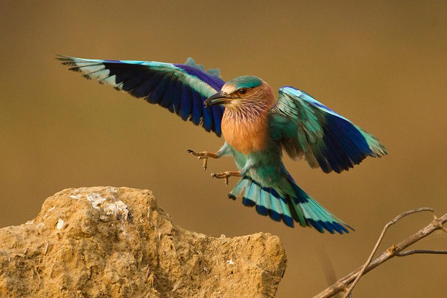 Look for Indian Rollers in Kanha National Park | Travel Nation